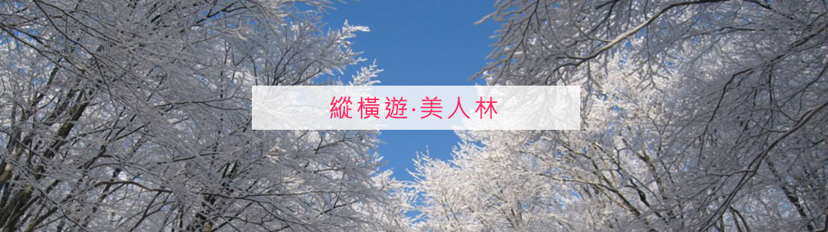 四季如畫絕美森林之景·日本新潟縣松之山「美人林」