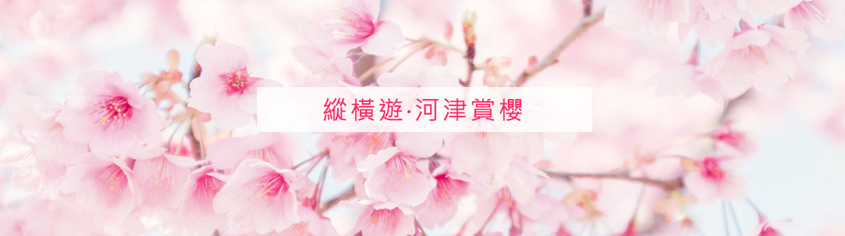 【日本河津】享受早盛的櫻花 來一場浪漫的邂逅
