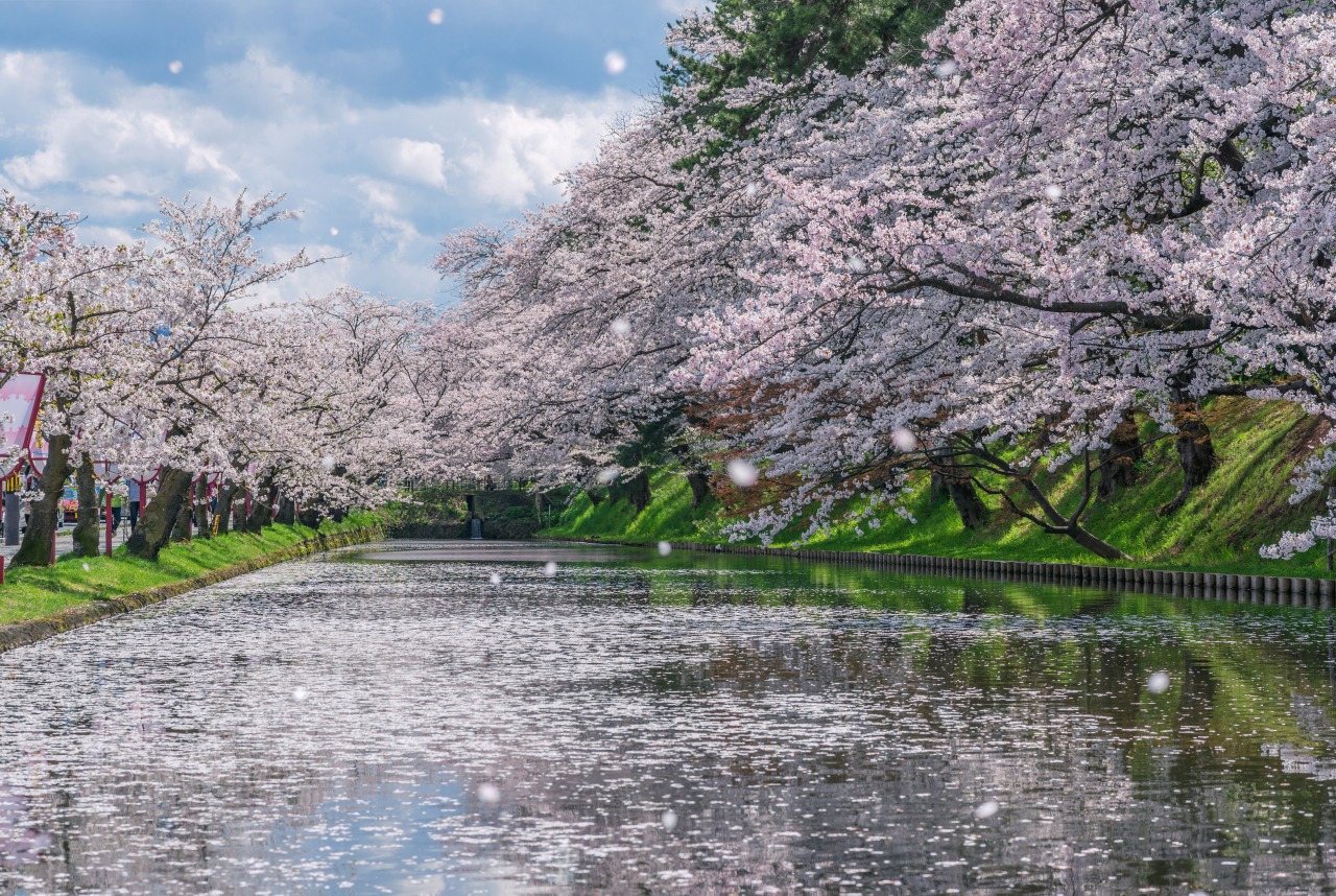 青森旅遊櫻花