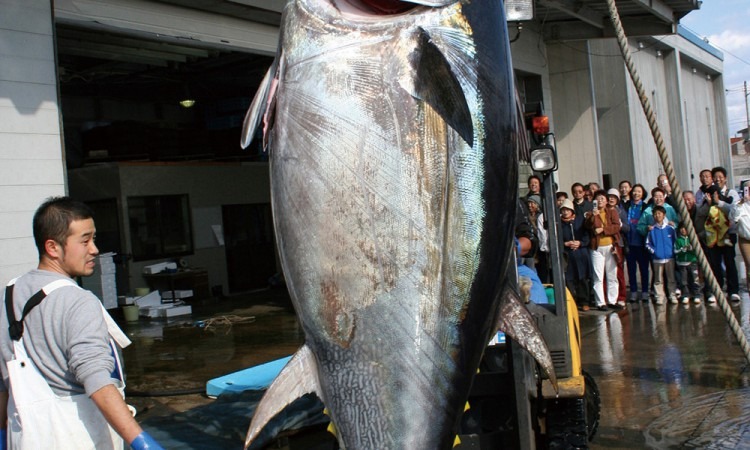 青森大間吞拿魚