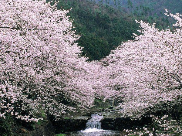 龜岡七谷川櫻花