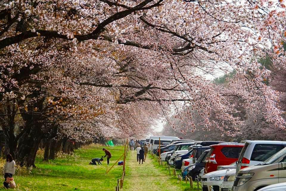 二十間道路櫻花林蔭道