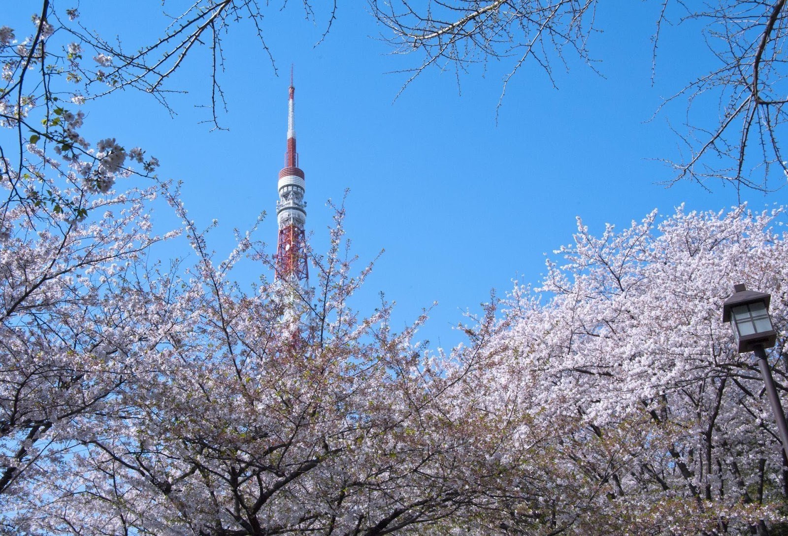 千鳥淵櫻花美景