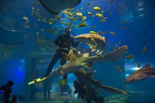 老虎灘海洋公園